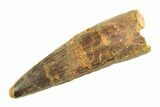 Fossil Spinosaurus Tooth - Real Dinosaur Tooth #353111-1